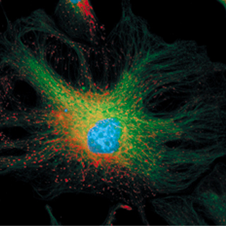 細胞熒光染料標(biāo)記檢測實驗