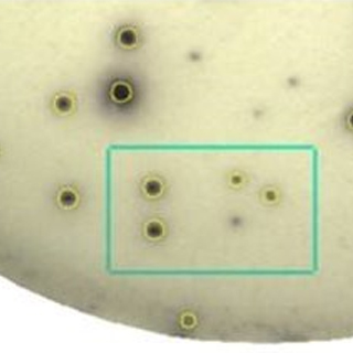 酶聯斑點（Elispot）實驗服務