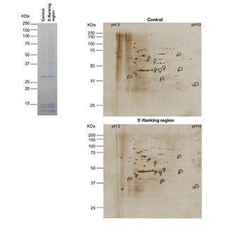 RNA Pulldown、DNA Pull-down實驗代做